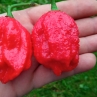 Острый перец C22 Moruga feno