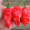Острый перец Trinidad Hornet SLP