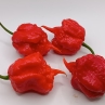 Острый перец 7Pot Primo