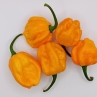 Острый перец Aji Dulce Amarillo