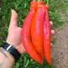 Острый перец Jalapeno Chernobyl