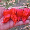 Острый перец Purple Death