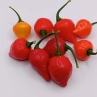 Острый перец Trinidad Cherry