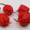 Острый перец Reaper Equis