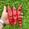 Острый перец Aji Chicotillo