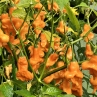 Острый перец Bishop Crown Orange