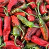 Острый перец Padron