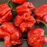 Острый перец Pepper XXX JD