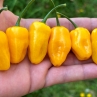 Острый перец Yellow Sweet BFE