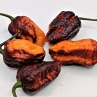 Острый перец Aji Rainforest x Fidalgo Roxa