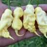 Острый перец TJ El Diablo var.2 F3