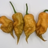 Острый перец TJ El Diablo var.4 F3