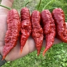 Острый перец Bih Jolokia Caramel