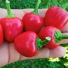 Сладкий перец Miniature Bell Pepper