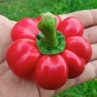 Сладкий перец Paradesfrruchtig Fruhror