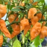 Острый перец Fatalii Peach