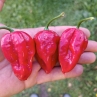 Острый перец Dragon's Heart