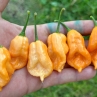 Острый перец BOC x Aji Pineapple