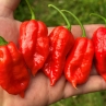 Острый перец BOC x Aji Pineapple Red