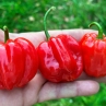 Острый перец Habanero Hawaii Beach