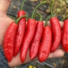 Острый перец Serrano Nayarit