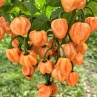 Острый перец Scotch Bonnet Freeport