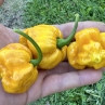 Острый перец Golden Monster