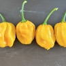 Острый перец Habanero Westindian Yellow
