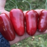 Острый перец Black Marocan Jalapeno