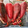 Острый перец Jalapeno Azabache Red