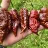 Острый перец Fatalii Chocolate