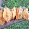Острый перец Aji Fantasy Stripey