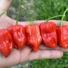 Острый перец Aji Chombo