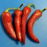 Острый перец Jalapeno Cowhorn