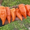 Острый перец Habanada