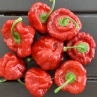 Ямайский красный острый перец (Jamaican Red Hot)