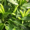 Rooster Spur острый перец