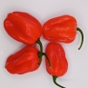 Хабанеро Ред (Острый перец Habanero Red)