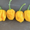 Хабанеро Желтый (Острый перец Habanero Yellow)