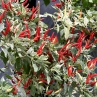 Острый перец Variegata Calcatta