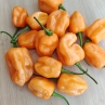 Острый перец Habanero Super Orange