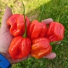 Острый перец 7 Pot Congo SR Giant Red