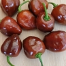 Острый перец Habanero Chocolate Egg