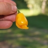 Trinidad Scorpion Yellow (Острый перец Тринидад Скорпион Еллоу)