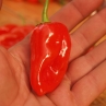 Habanero Devils Tongue Red (Острый перец Хабанеро Язык дьявола красный)