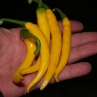 Cayenne Gold Pepper (Кайенский Золотой Перец)