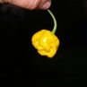 Trinidad Moruga Scorpion Yellow (острый перец Тринидад Моруга Скорпион Еллоу)