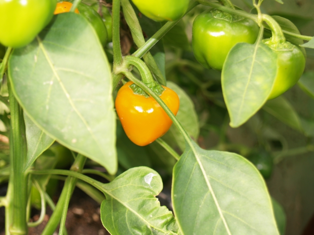 Mini Peppers