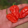 Бхут Джолокия Ред острый перец (Bhut Jolokia Red)