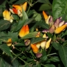 Pepper Ornamental Masquerade (Перец острый декоративный Маскарад)
